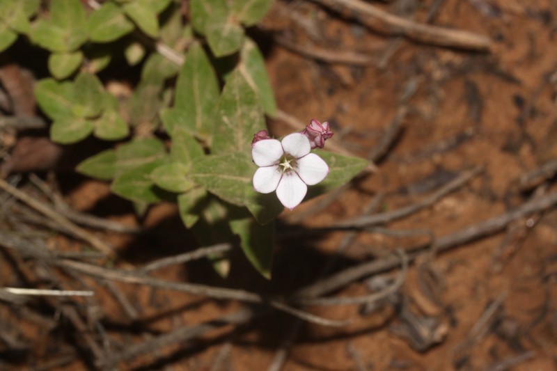Spigelia andina photo 2
