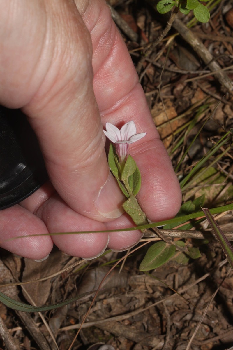 Spigelia andina photo 3