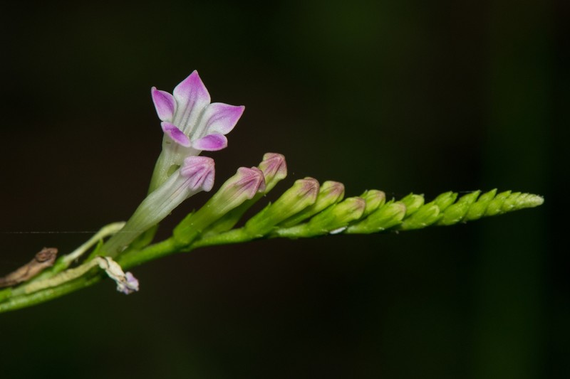 West Indian Pinkroot photo 6