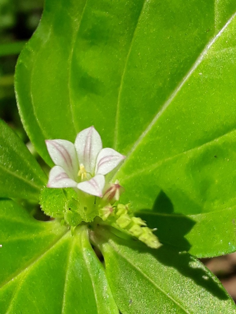 West Indian Pinkroot photo 7