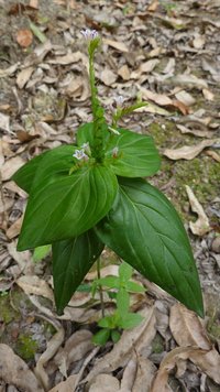 West Indian Pinkroot