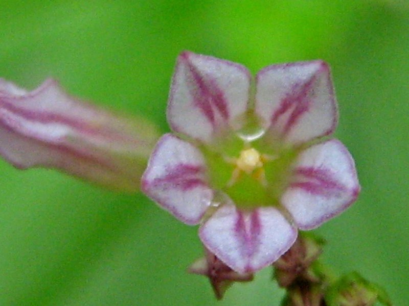 West Indian Pinkroot photo 6