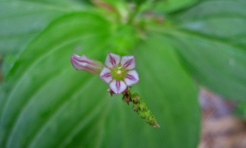 West Indian Pinkroot photo 7
