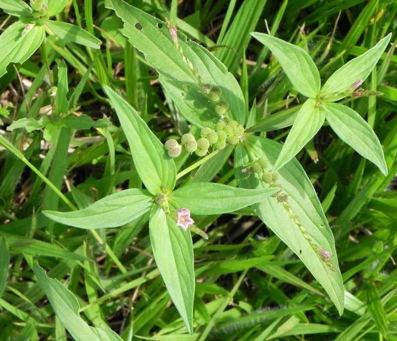 West Indian Pinkroot photo 2