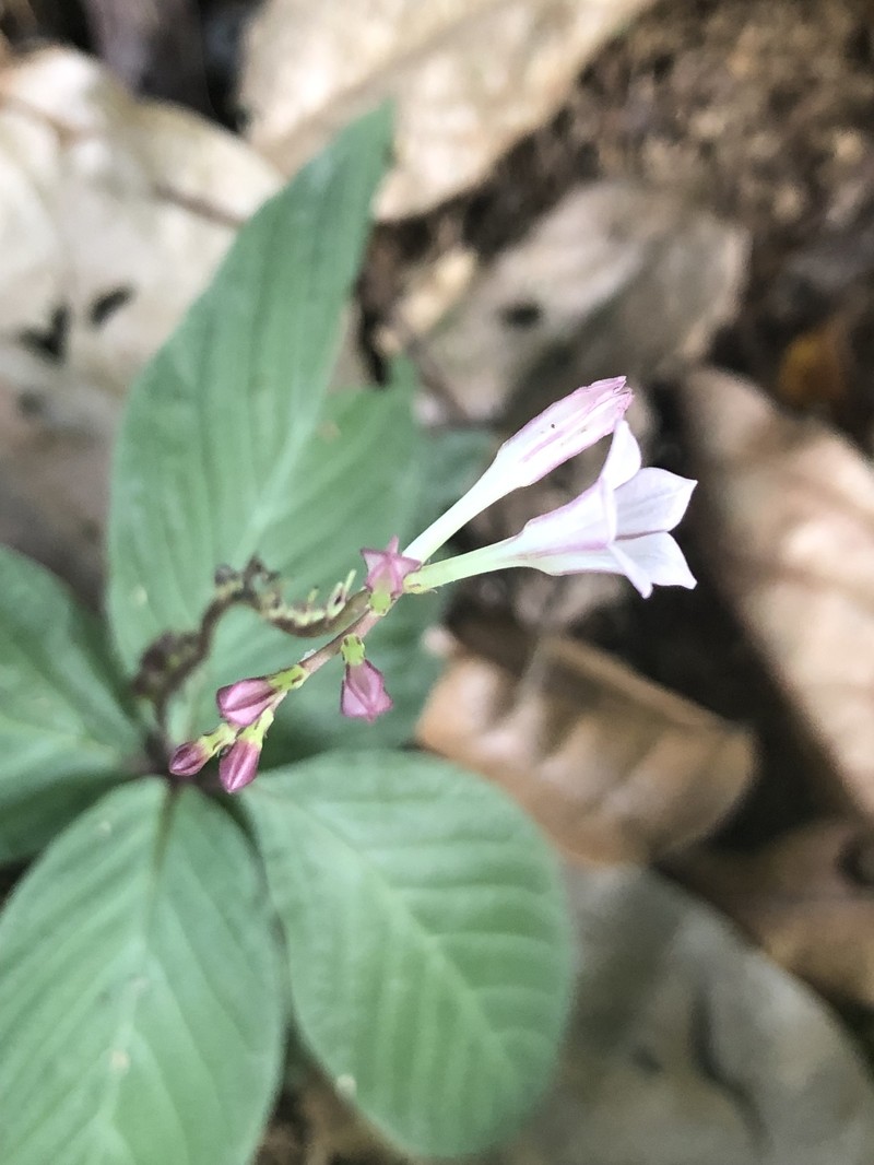 Spigelia dolichostachya photo 3