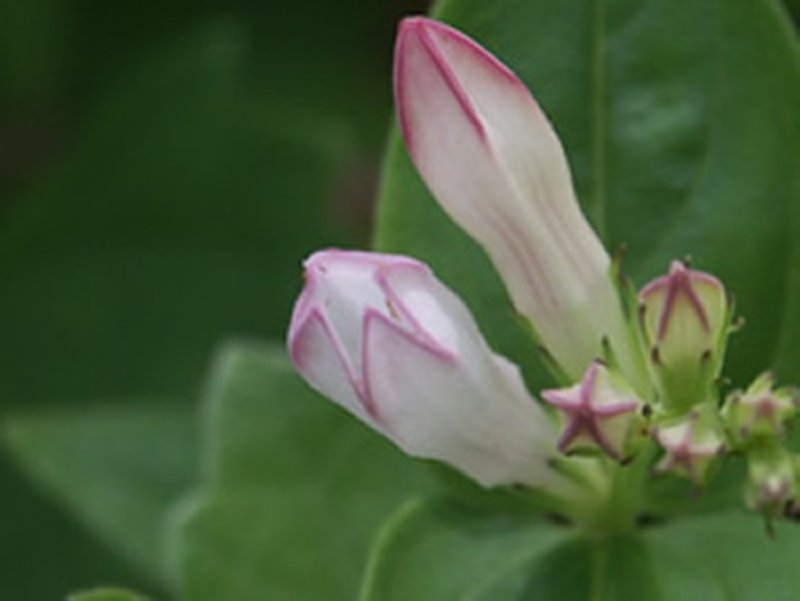 Purpleflower Pinkroot