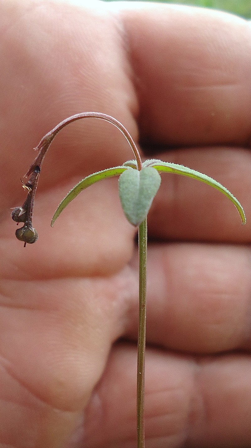 Spigelia genuflexa