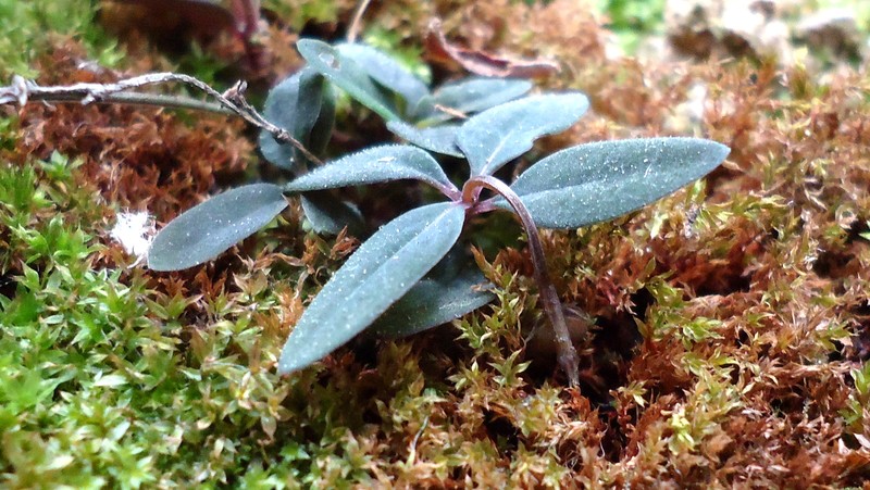 Spigelia genuflexa photo 2