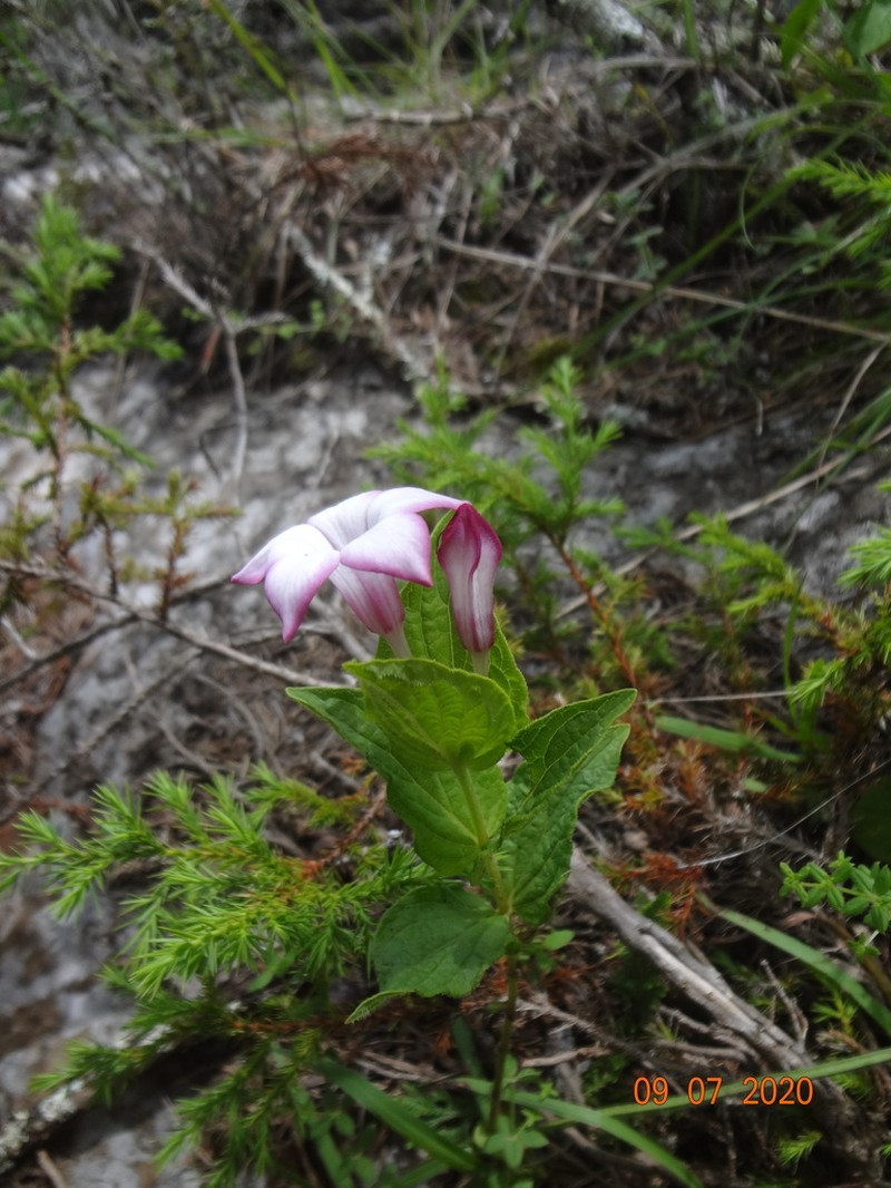 Spigelia guerrerensis photo 3