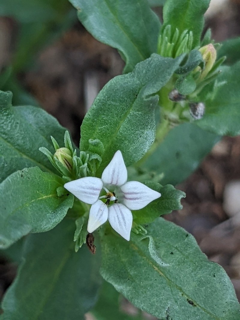 Prairie Pinkroot