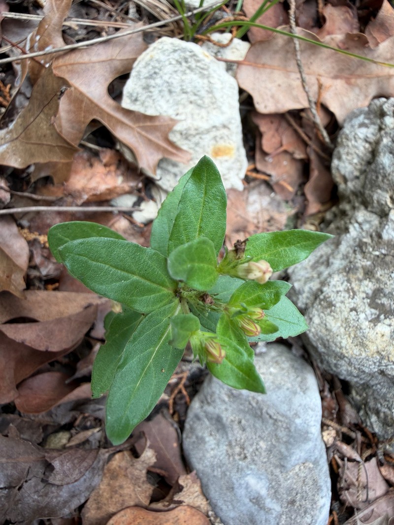 Prairie Pinkroot photo 2