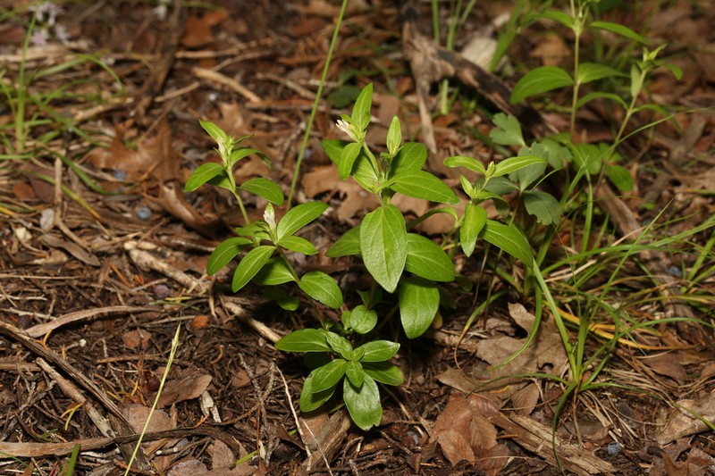 Prairie Pinkroot photo 3