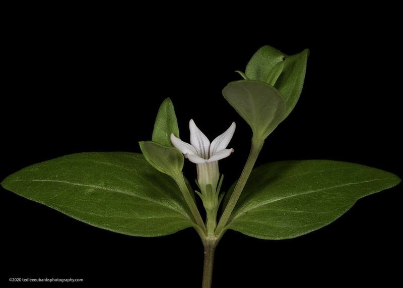 Prairie Pinkroot photo 4