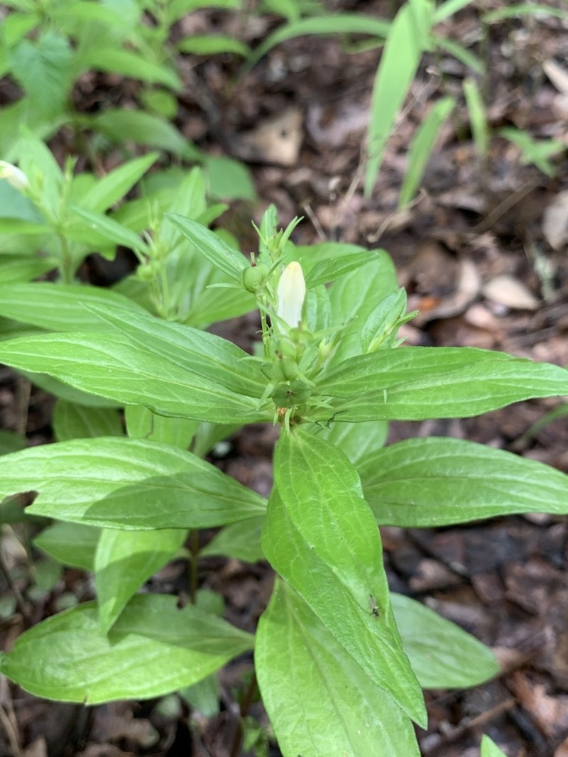 Prairie Pinkroot photo 5