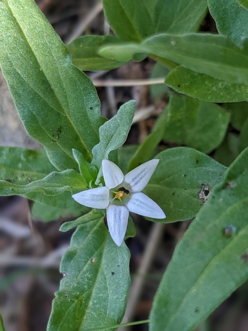 Prairie Pinkroot photo 6