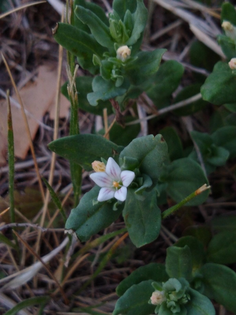 Prairie Pinkroot photo 7