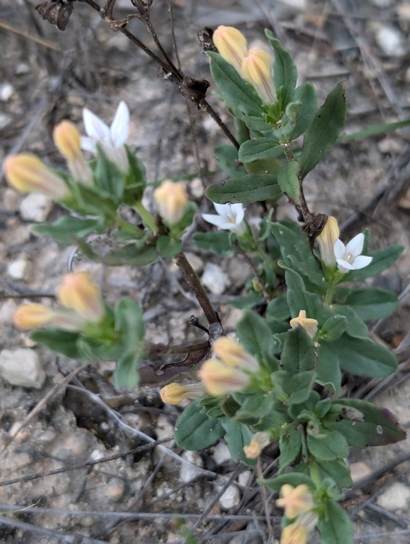 Prairie Pinkroot photo 8