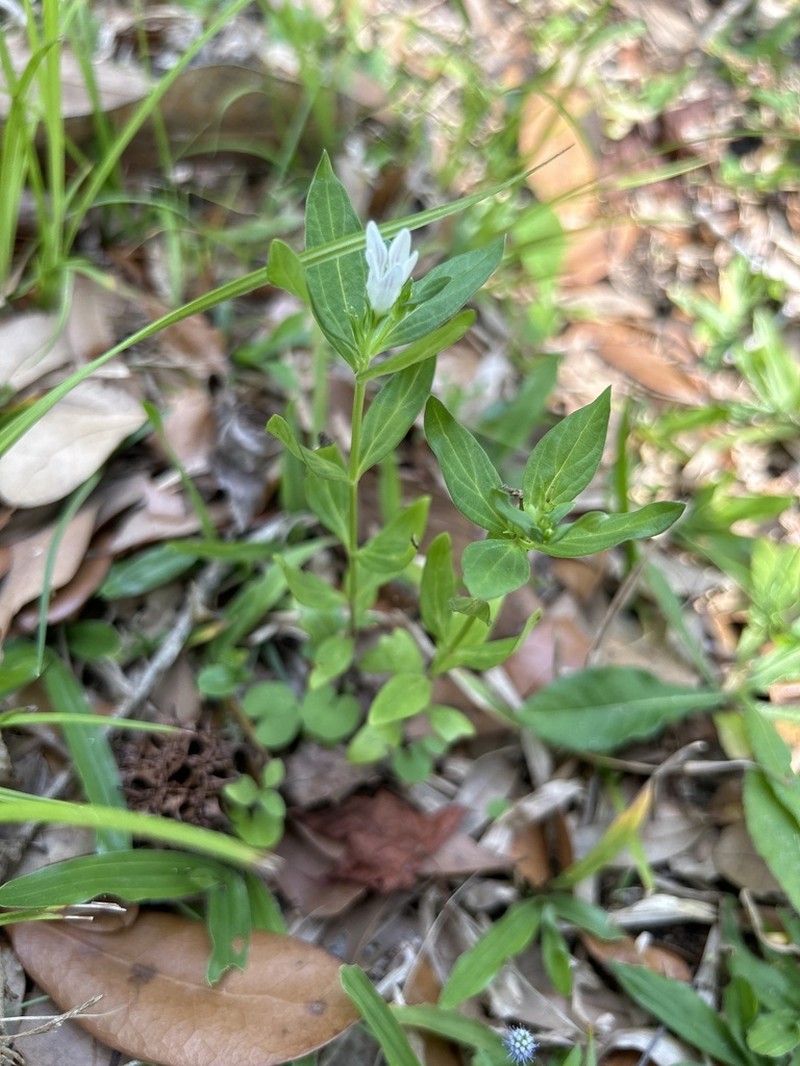 Florida Pinkroot