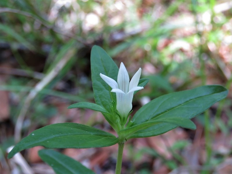 Florida Pinkroot photo 5