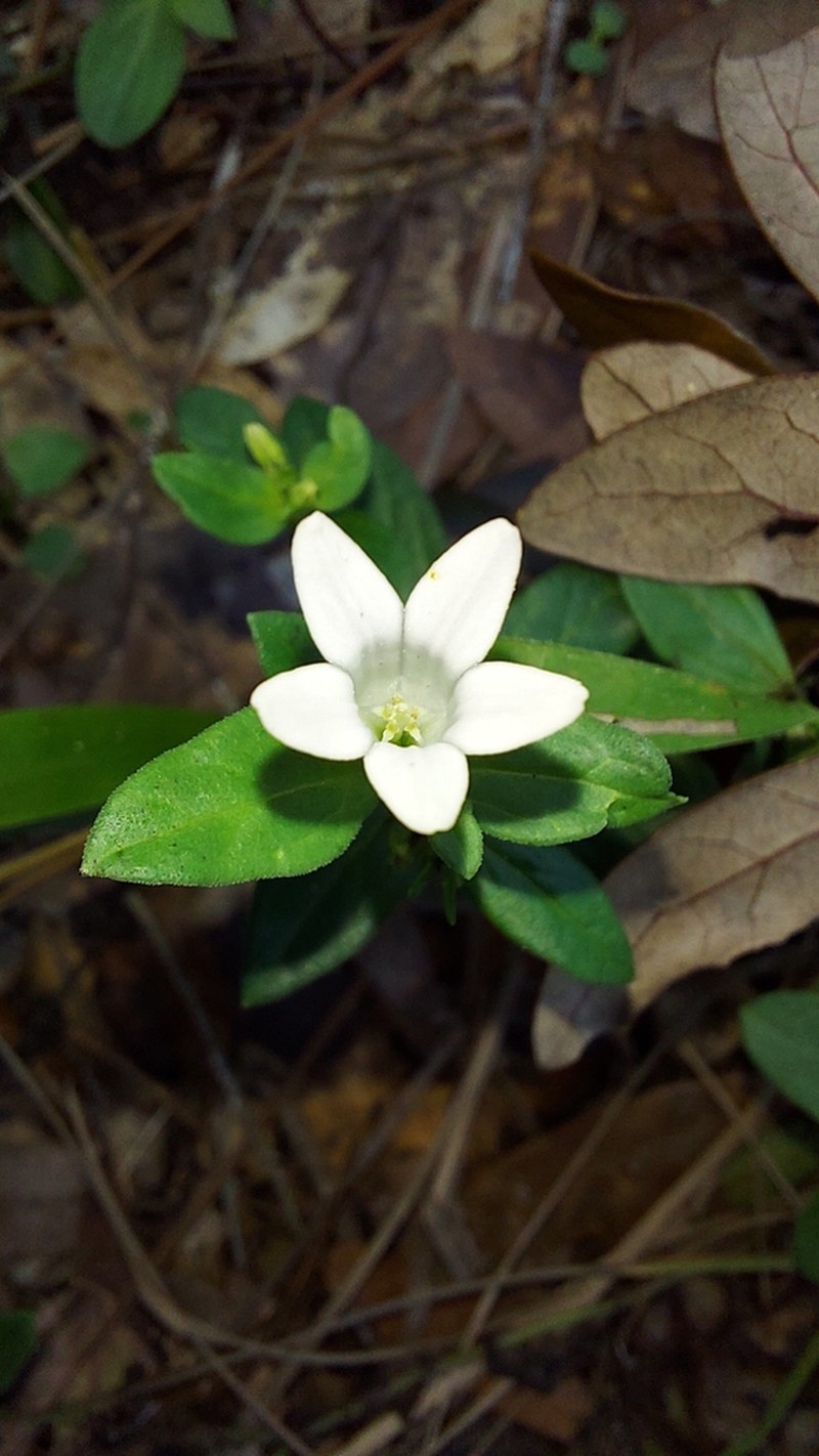 Florida Pinkroot photo 8