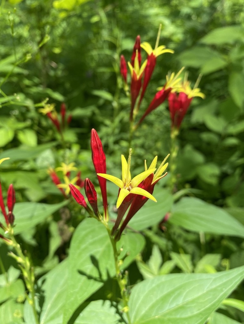 Woodland Pinkroot photo 2