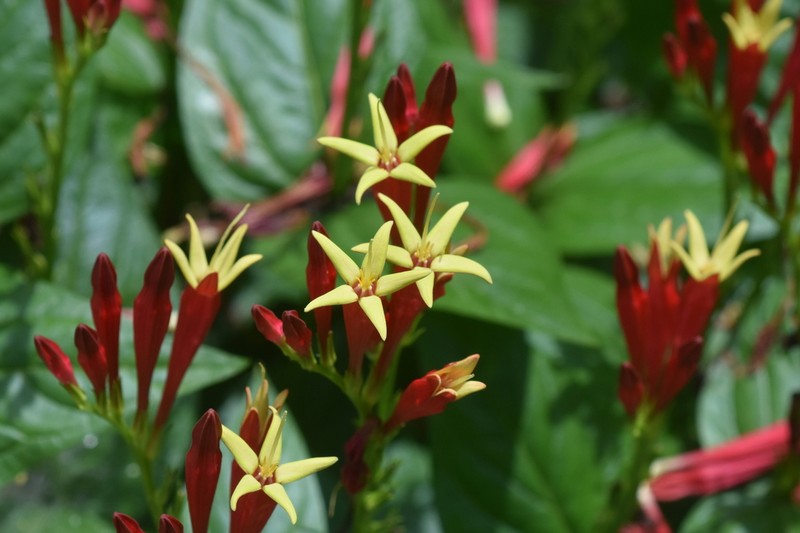 Woodland Pinkroot photo 4