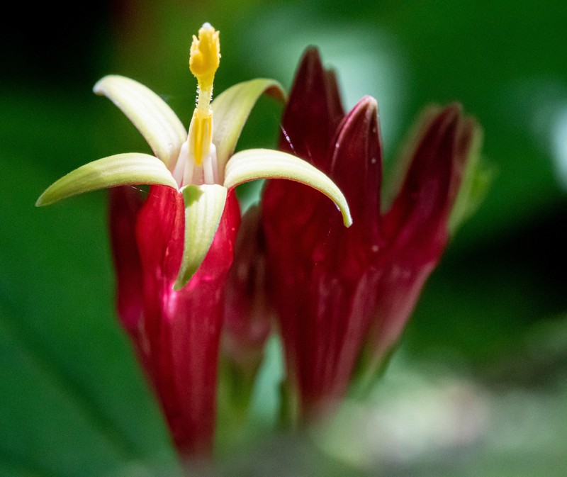 Woodland Pinkroot photo 5