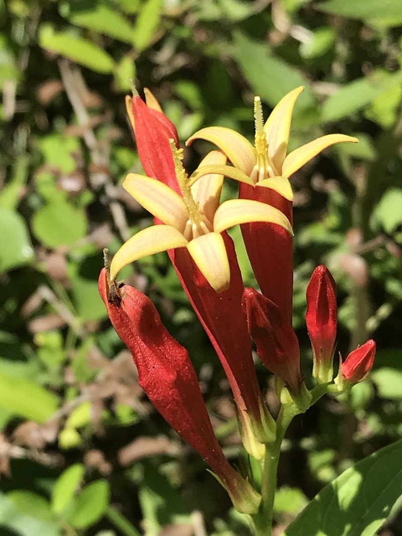 Woodland Pinkroot photo 6