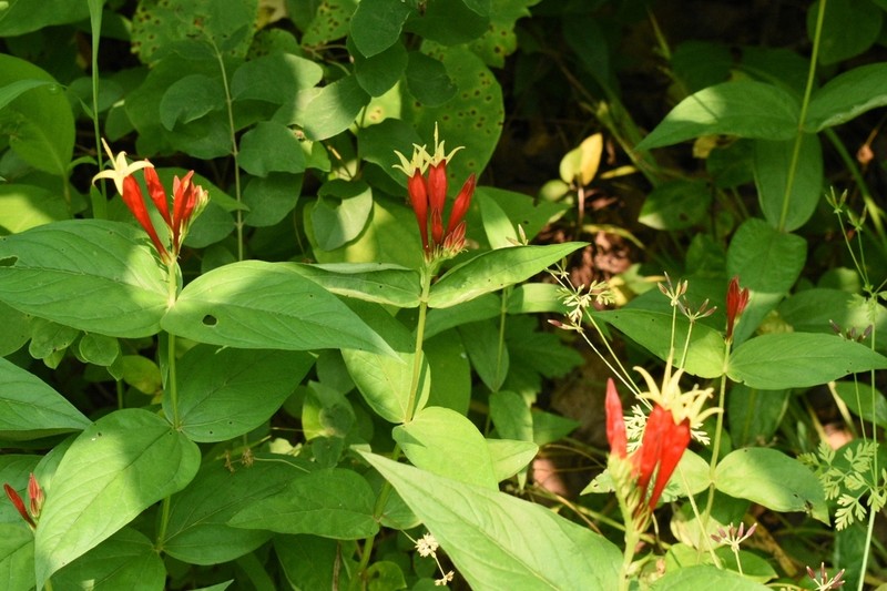 Woodland Pinkroot photo 7