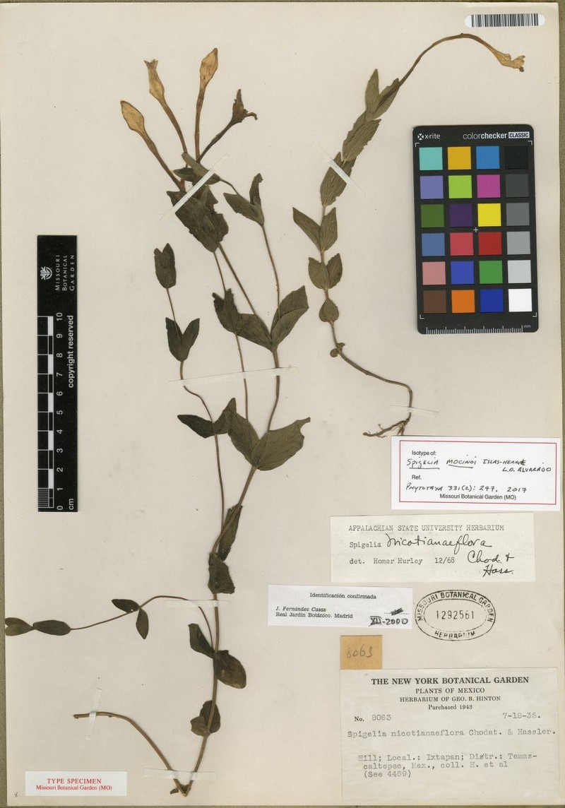 Spigelia mocinoi
