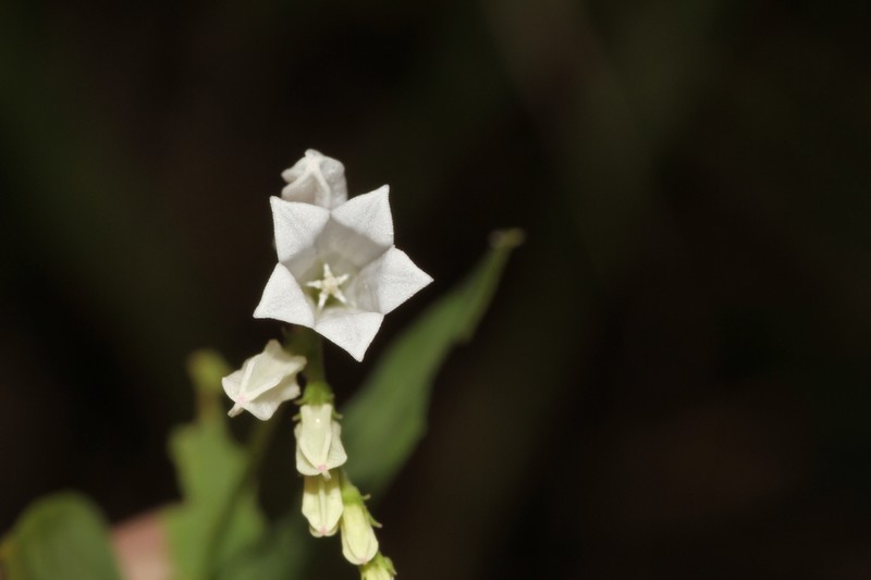 Spigelia tetraptera