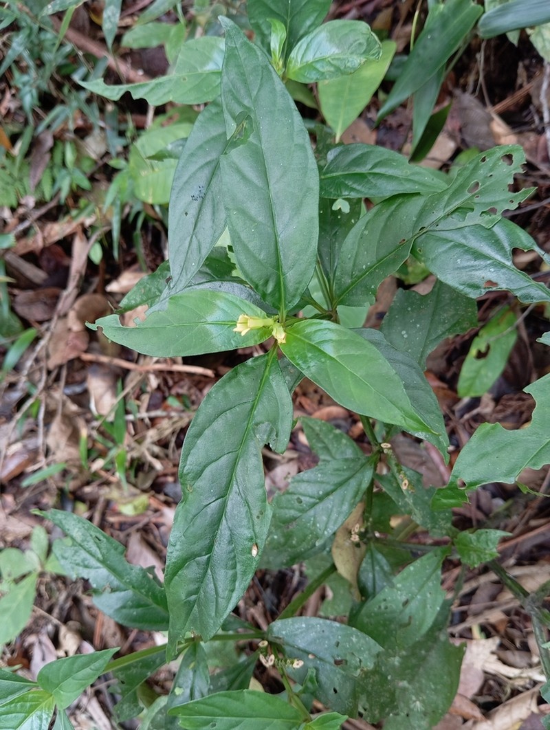 Spigelia tetraptera photo 4