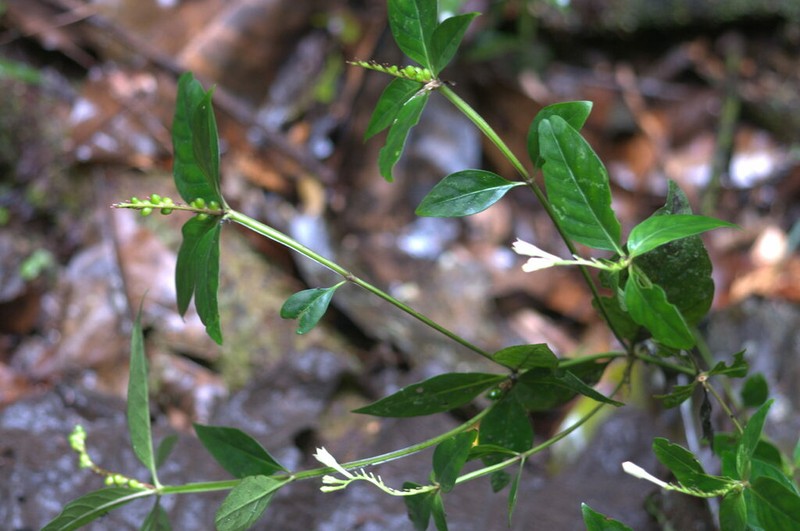 Spigelia tetraptera photo 5