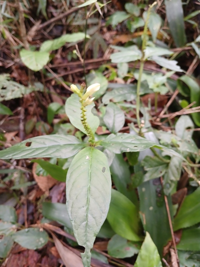 Spigelia tetraptera photo 6