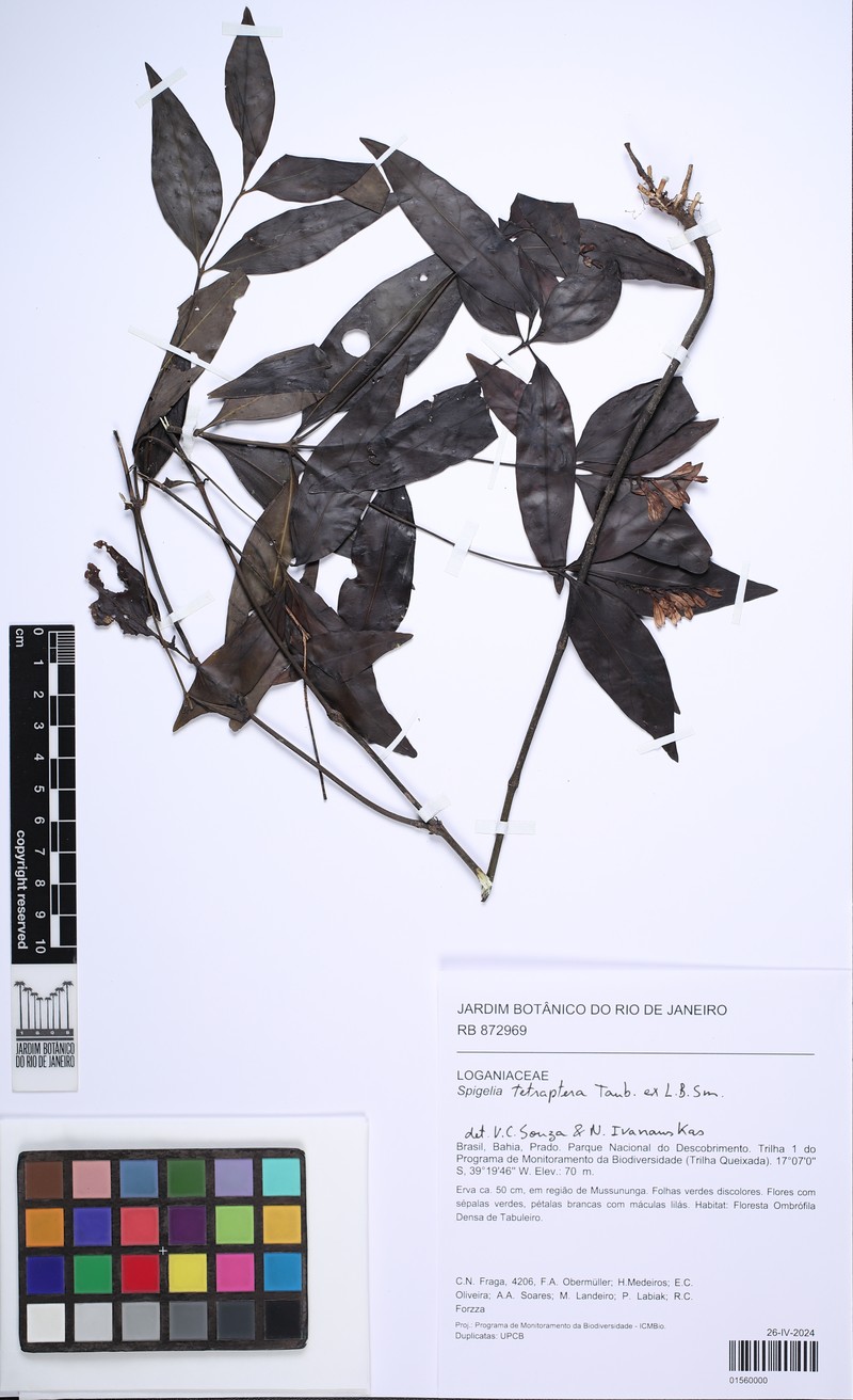 Spigelia tetraptera photo 8