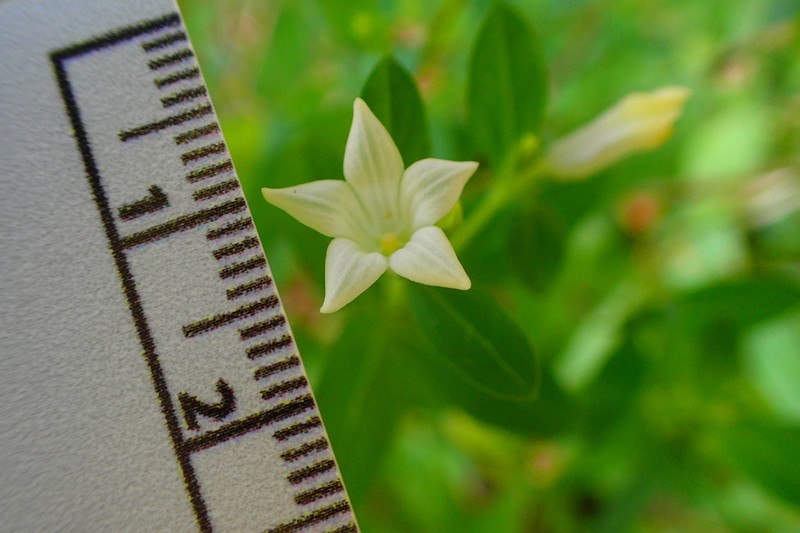 Texas Pinkroot
