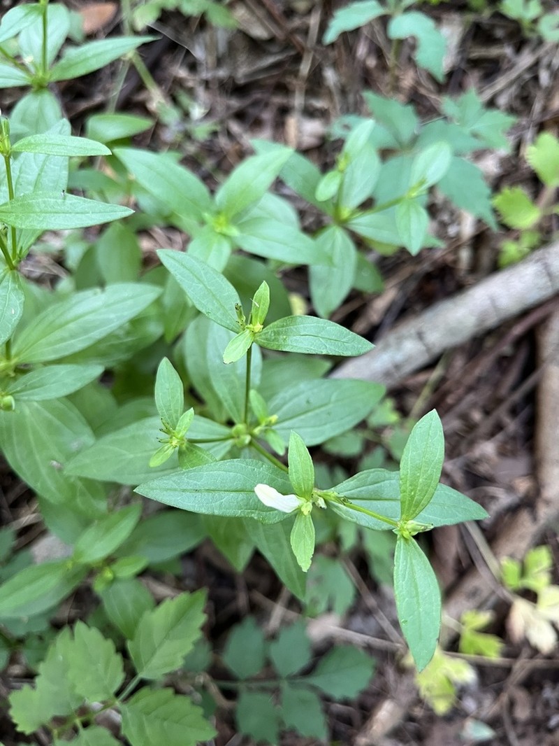 Texas Pinkroot photo 2