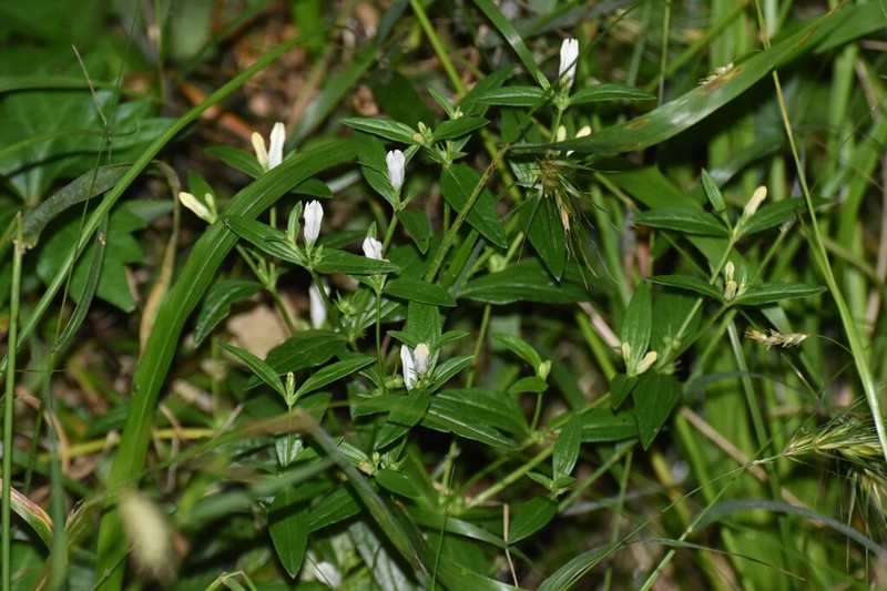 Texas Pinkroot photo 3