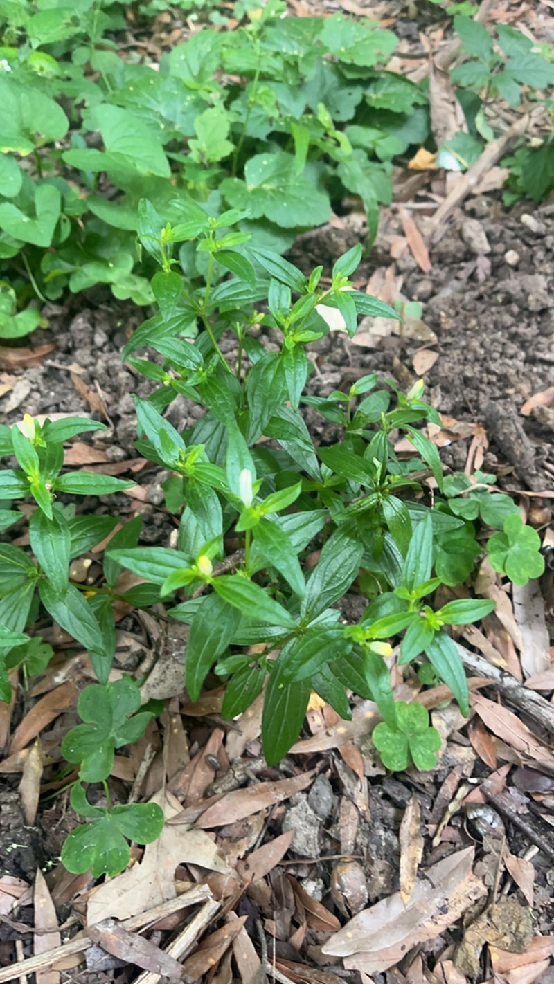 Texas Pinkroot photo 4