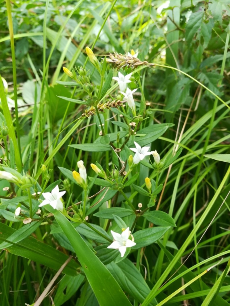 Texas Pinkroot photo 5