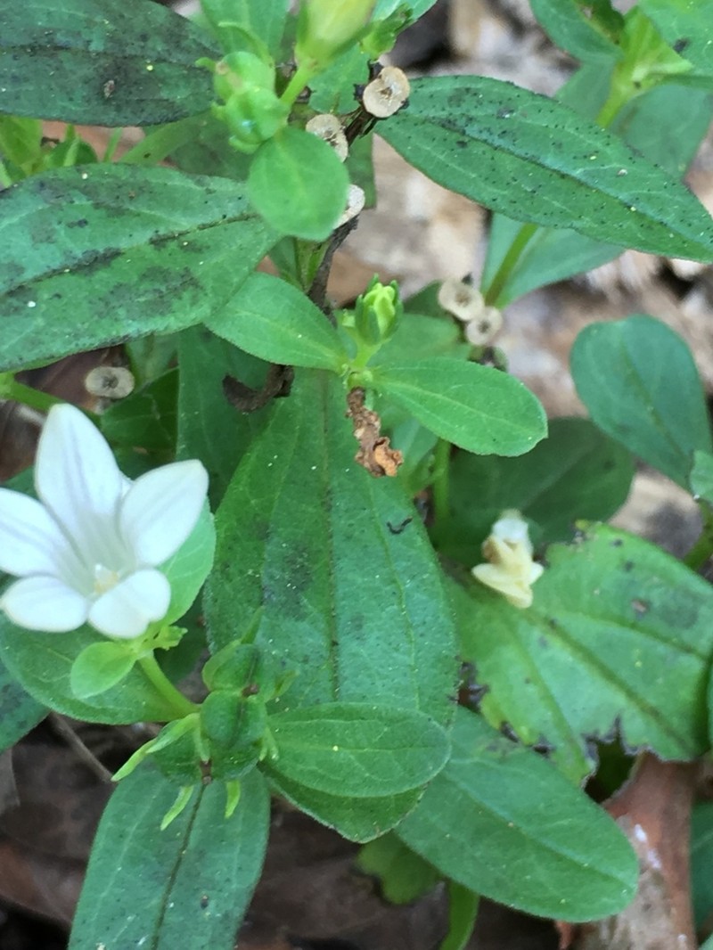 Texas Pinkroot photo 7