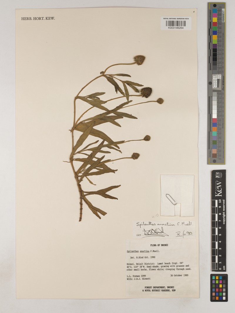 Spilanthes anactina