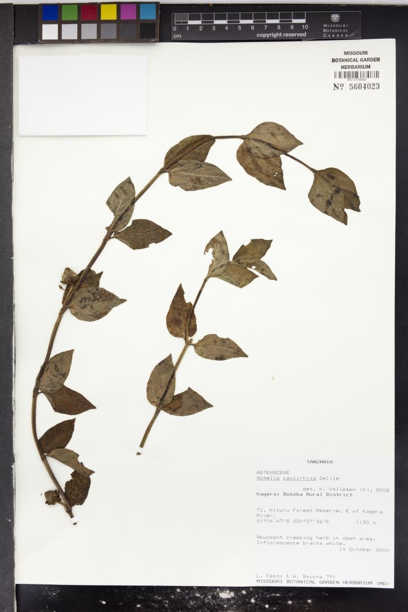 Spilanthes costata
