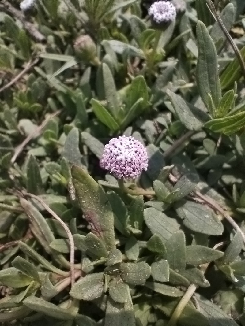 Spilanthes leiocarpa photo 2