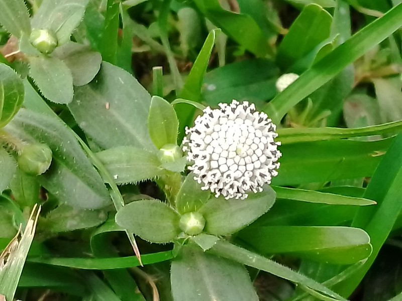 Spilanthes leiocarpa photo 3