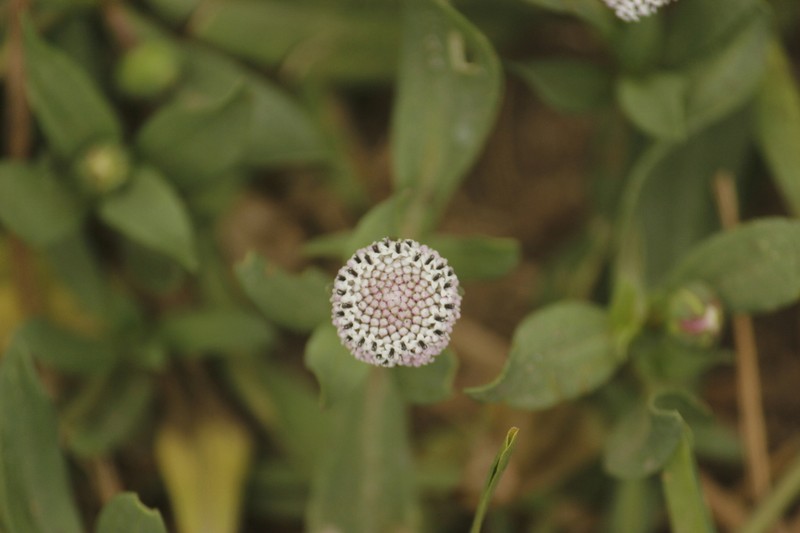 Spilanthes leiocarpa photo 4