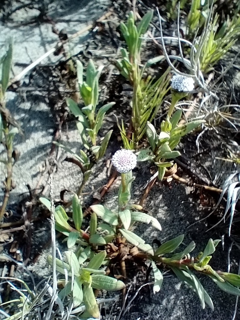 Spilanthes leiocarpa photo 5
