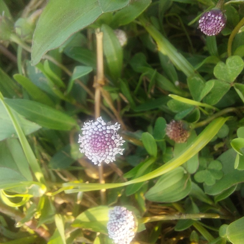 Spilanthes leiocarpa photo 6