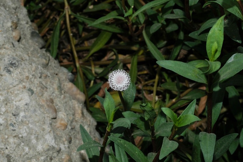 Spilanthes leiocarpa photo 8