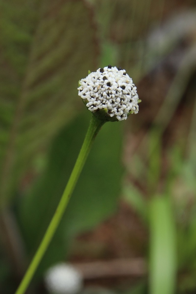Spilanthes nervosa